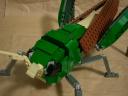 locust06.jpg