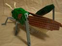 locust10.jpg