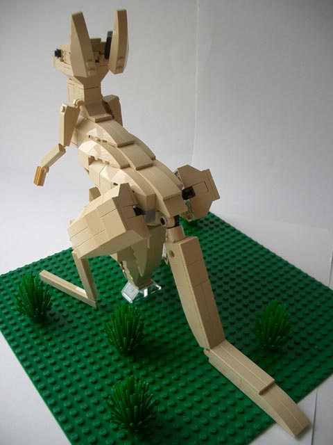 kangaroo2-2.jpg