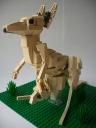 kangaroo