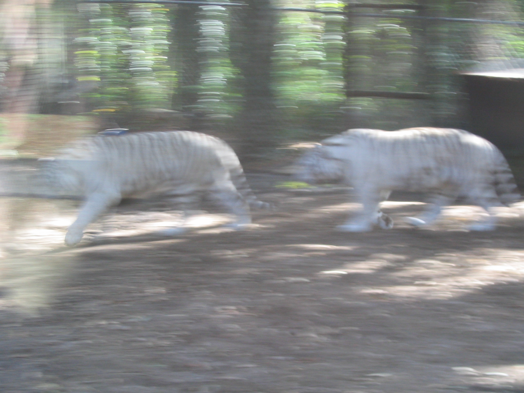 z0048.jpg