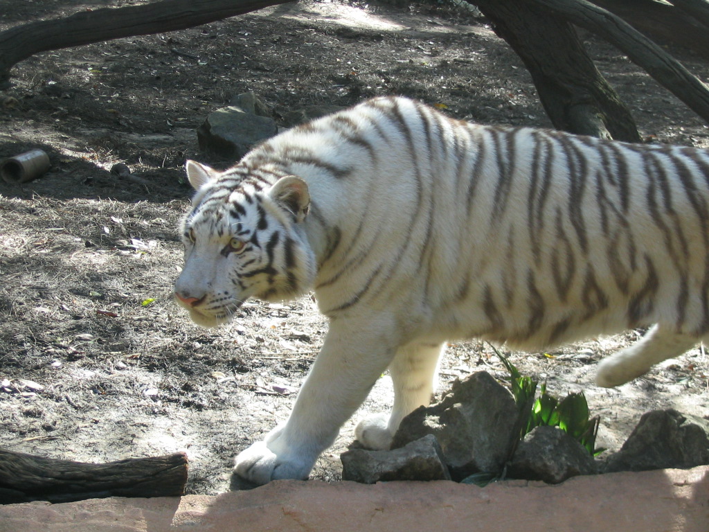 z0058.jpg