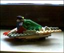 spider-wing2.bmp