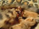 cat_attck_002.jpg