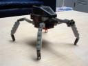 tarantula.jpg