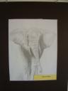 elephant_-_graphite_-_drawing_i.jpg