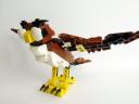 owl005.jpg