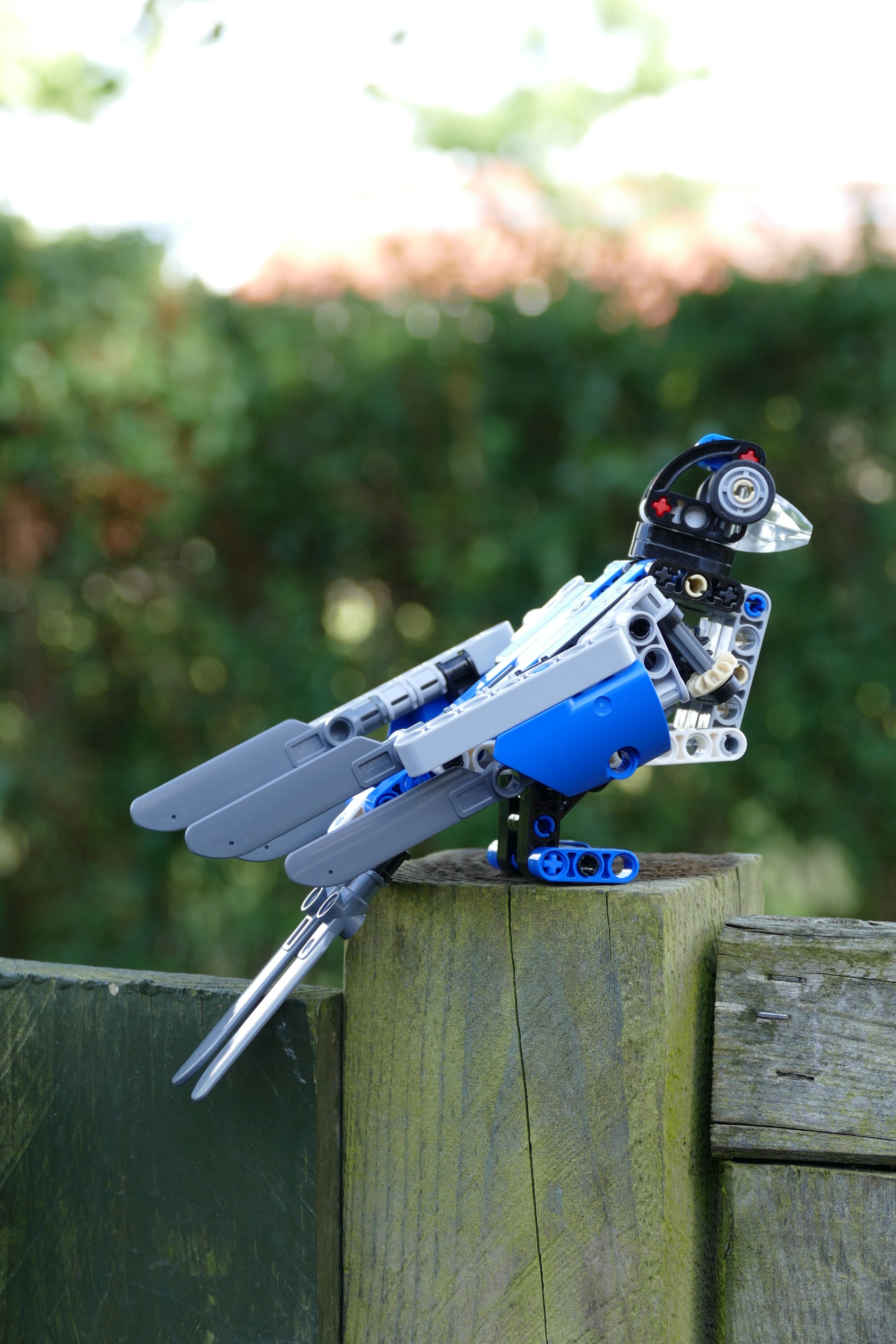 bird002.jpg