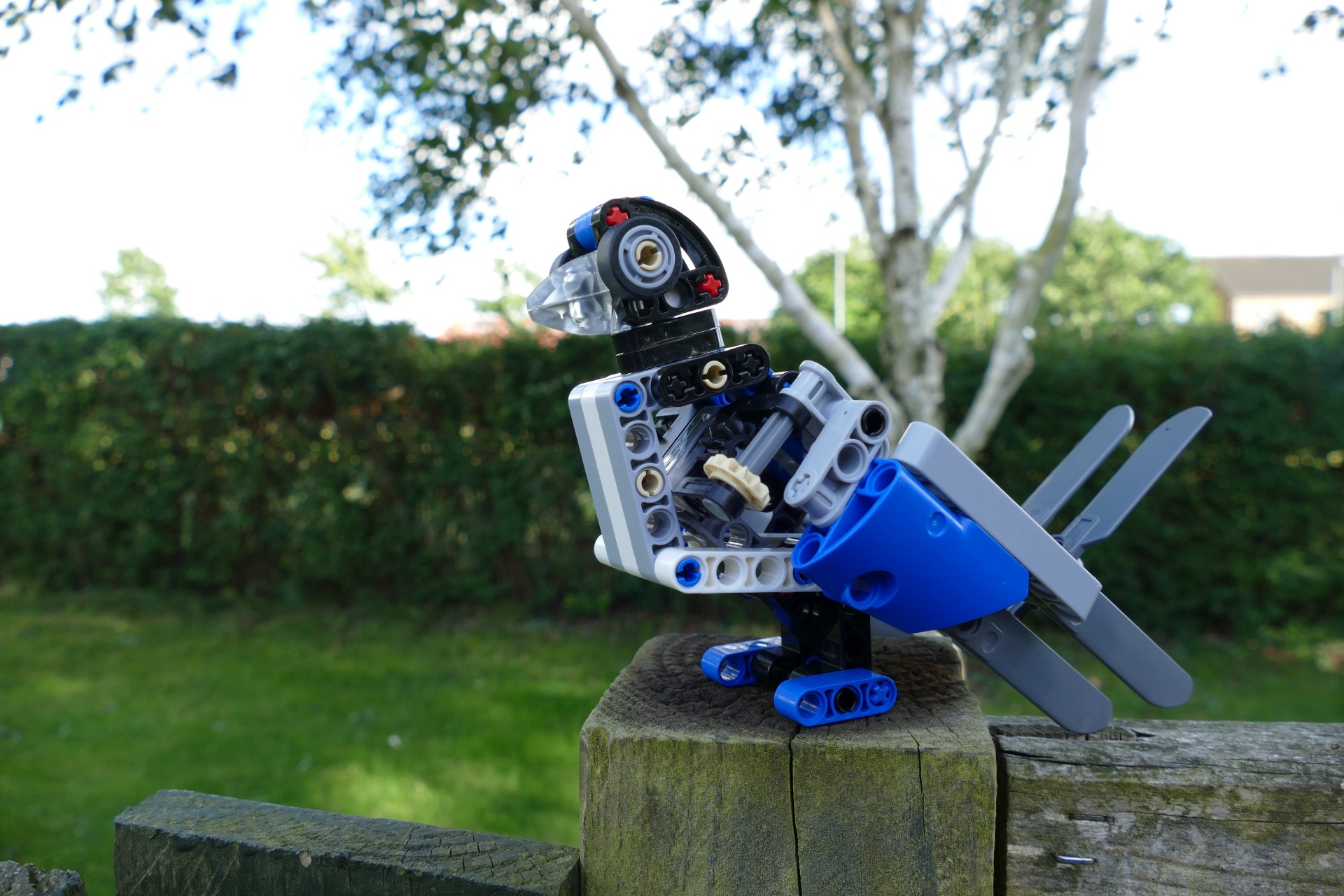 bird003.jpg