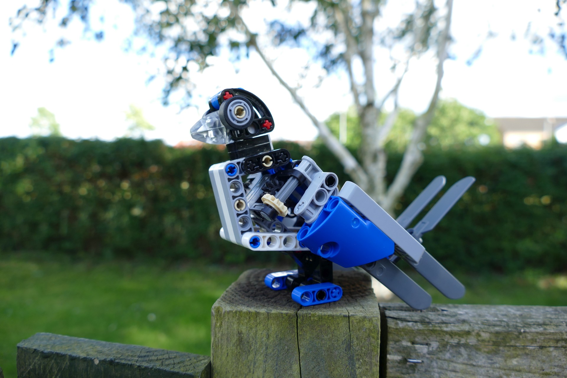 bird004.jpg