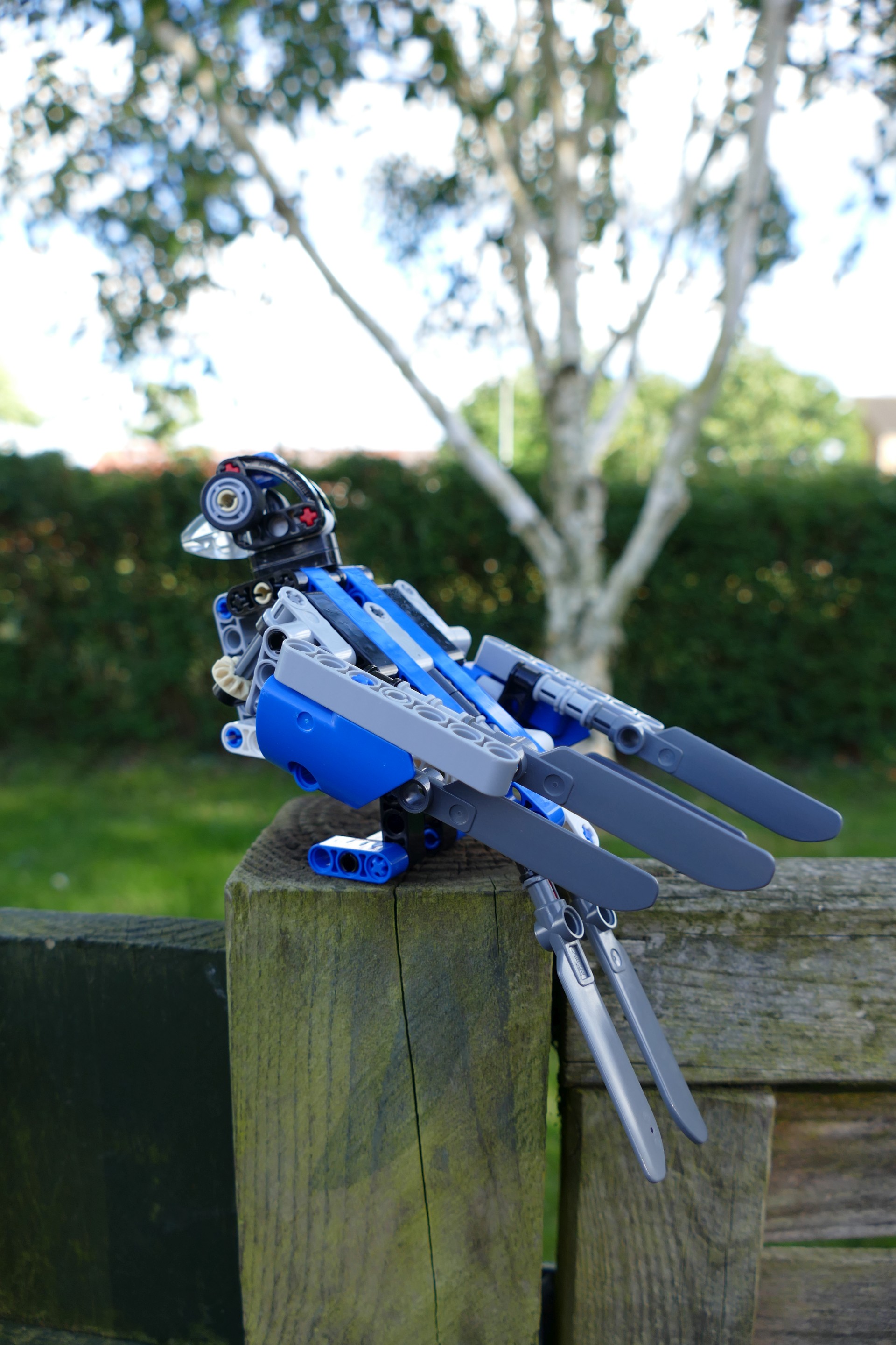 bird005.jpg