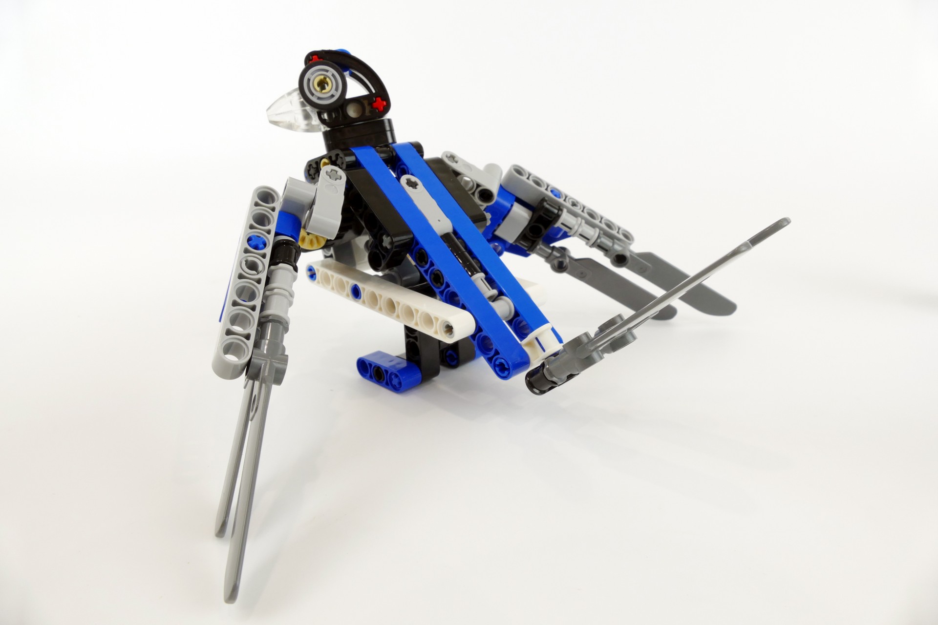 bird010.jpg
