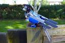 42020Bird