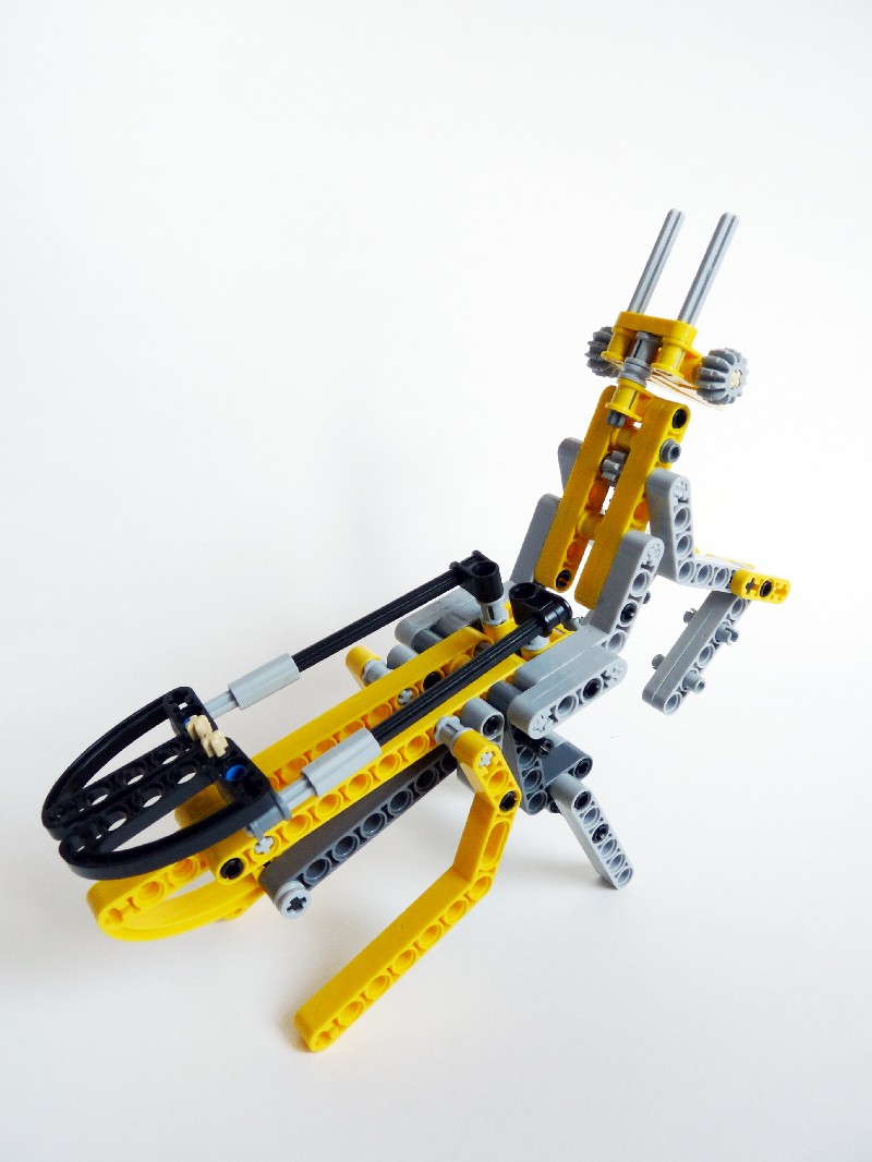ymantis005.jpg