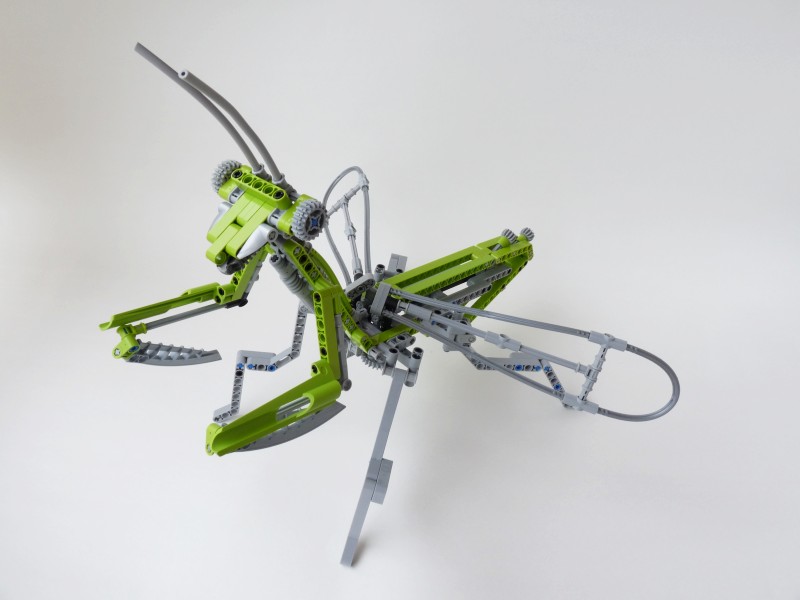 mantis03.jpg