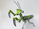 mantis01.jpg