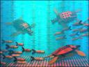 seaturtles