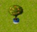orange_tree_2d.jpg