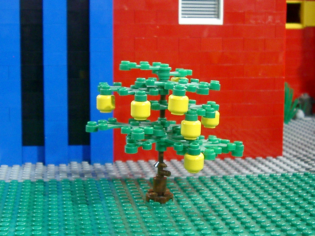 lemon-tree.jpg