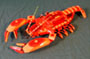 lobster.jpg