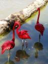 flamingos.jpg