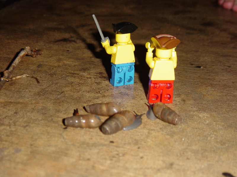 snailattack04.jpg