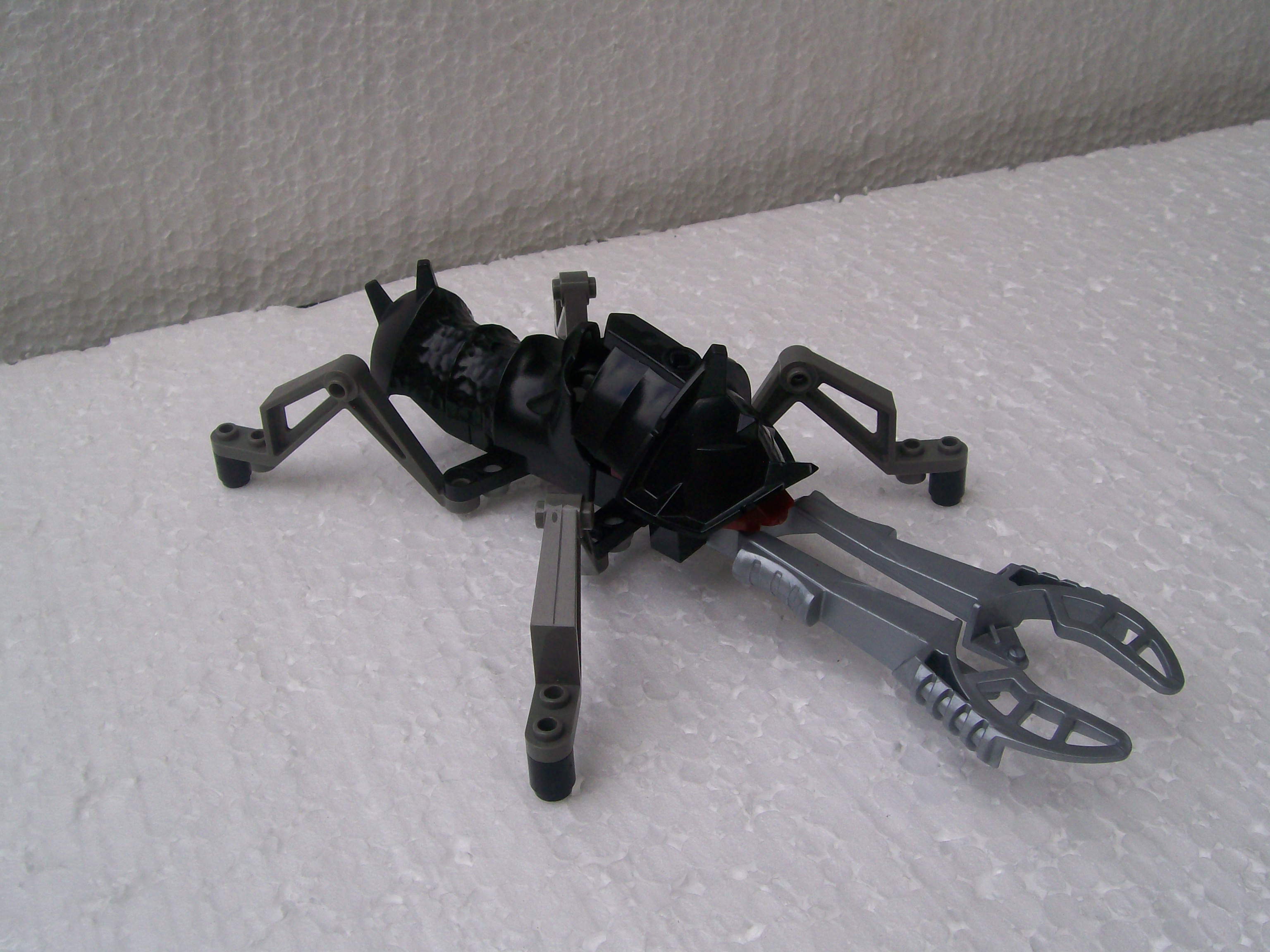 coleoptero_033.jpg