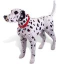 imgdalmationmain442x464.jpg