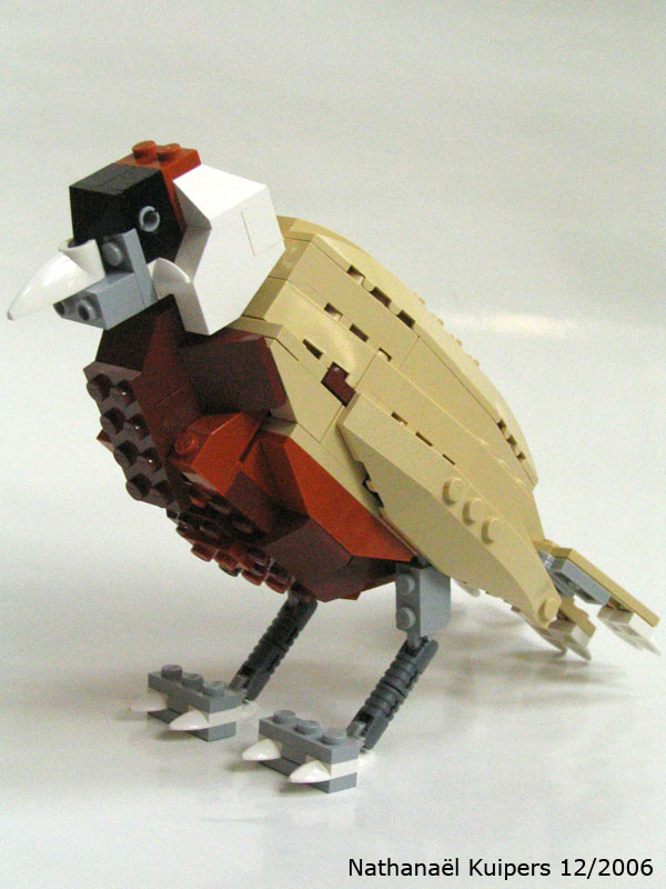 wild_bird6.jpg