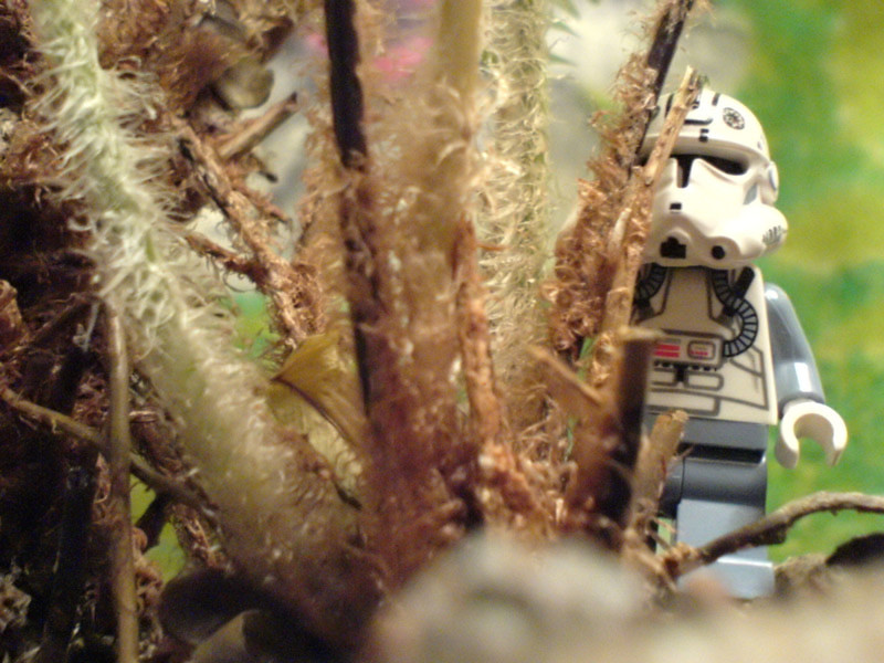 lego024.jpg