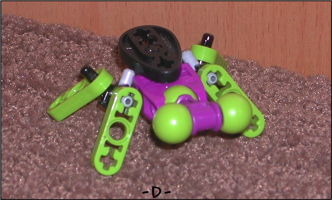 beetle.jpg