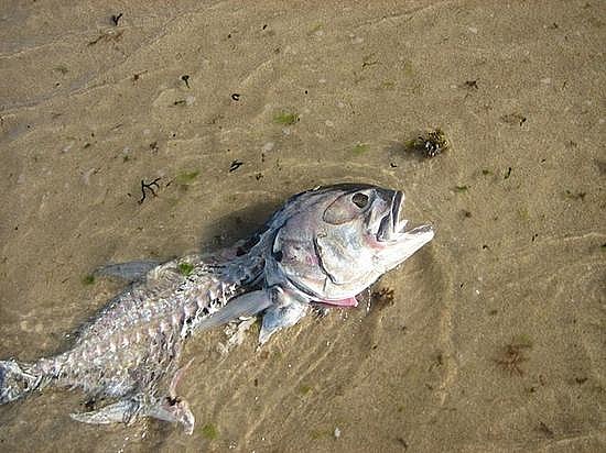 rotten_fish.jpg