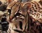 ocelot.jpg