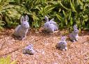 bunny6.jpg