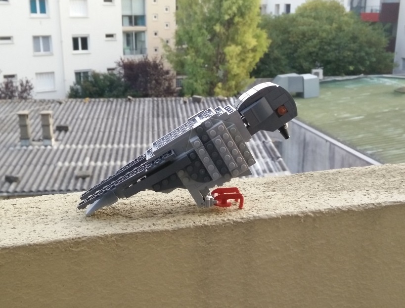 pigeon.jpg