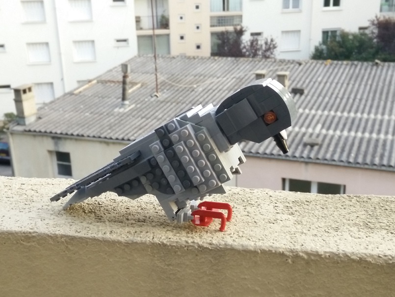 pigeon_2.jpg