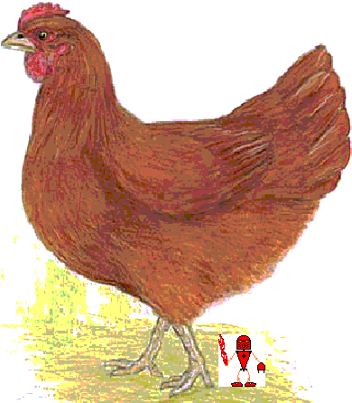 chicken2.gif