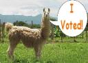 llamavoted.jpg