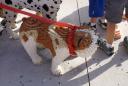 dsc01013.jpg