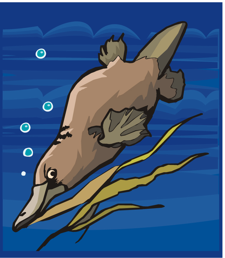 platypus4.jpg