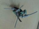 dsc00051.jpg