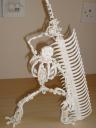 skeleton-2007