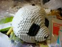 panda_p01.jpg