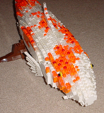 koi3.jpg