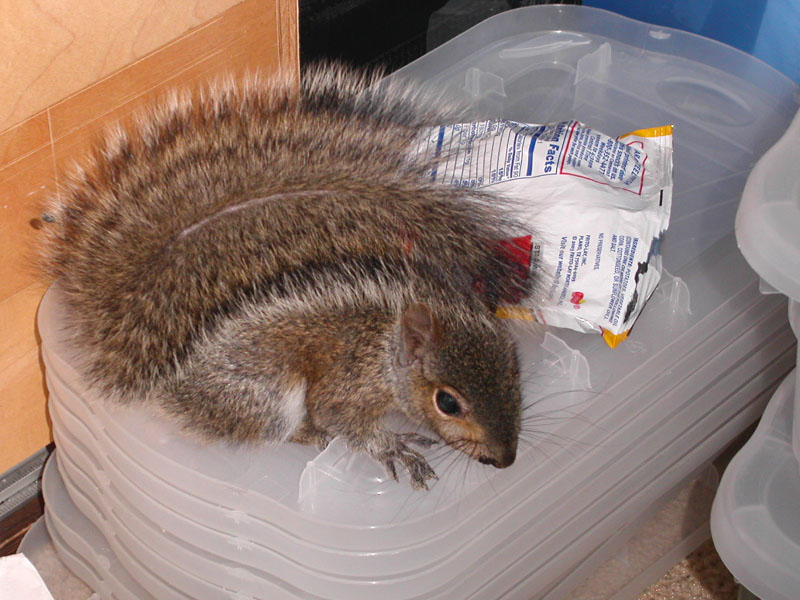 squirrelfanoflego03.jpg