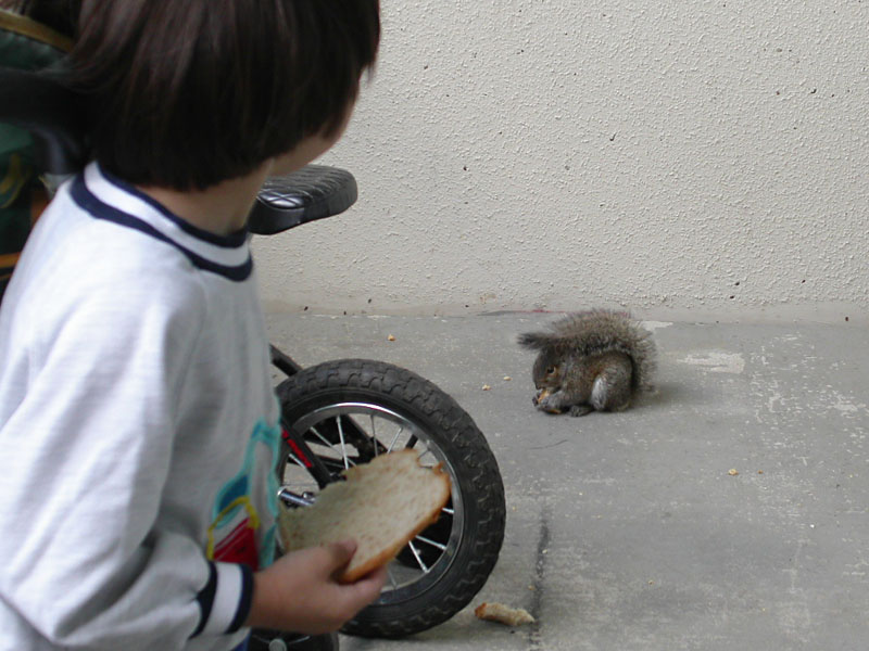 squirrelfanoflego06.jpg