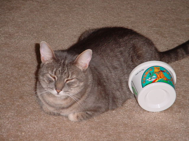sandy-catnip.jpg