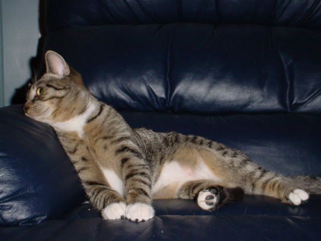 orion-pose.jpg