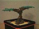 bonsai_tree06.jpg