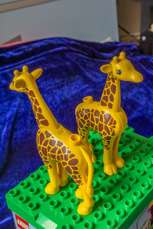 giraffe_2.jpg